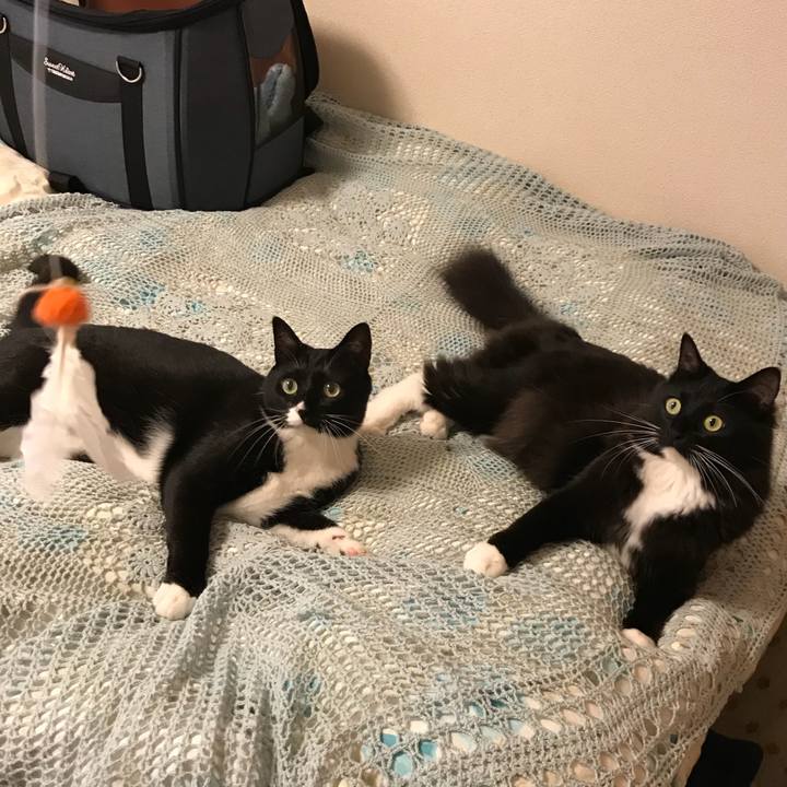 68e8a933 3f5c 442a 9113 1fbaa69ddc43 1527552047940