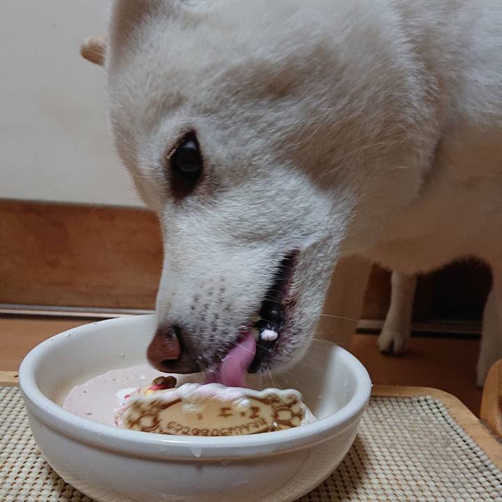 68eaa3d4 5486 46c5 9460 02cf519c6594 1584710084133