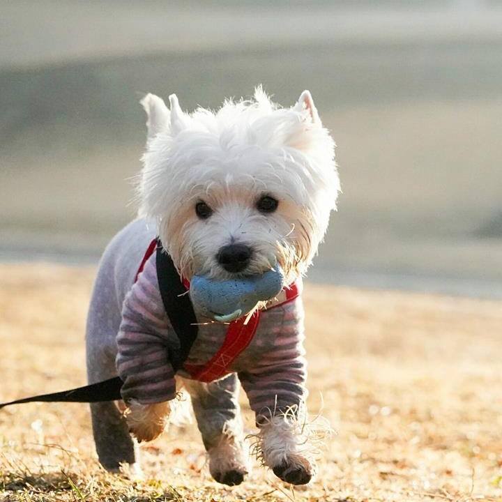 68eb53af 3674 436f a8e6 231cbf7370e7 1514209052091