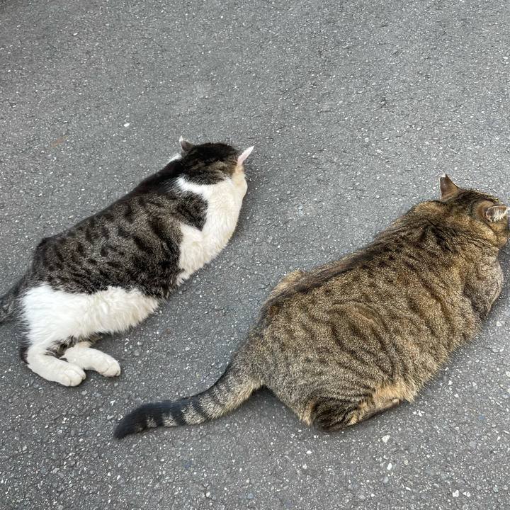 68eeb63a 88aa 4094 bf8e 7c19467a44aa 1617169201529