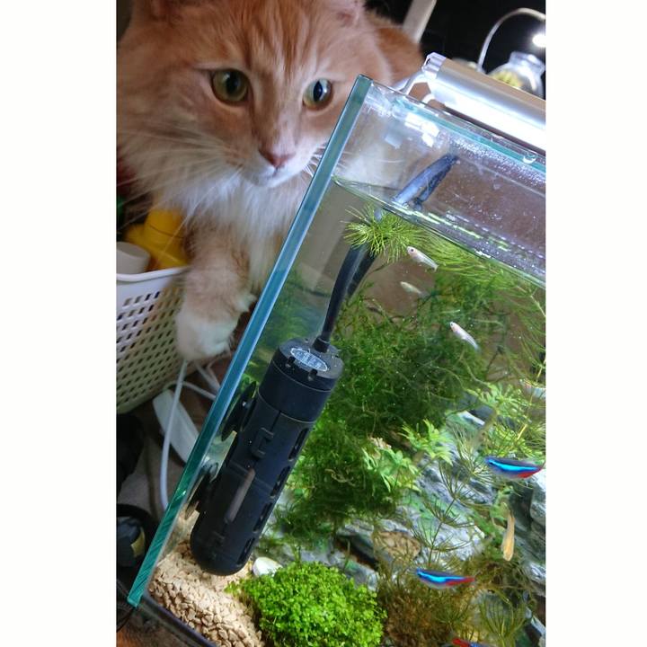 68f0085d f6bb 46a1 a9c1 c139ee0a8c96 1528597128019