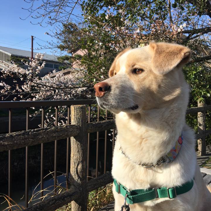 68f1b8f2 df36 4001 8764 8654b74d90d8 1521783233598