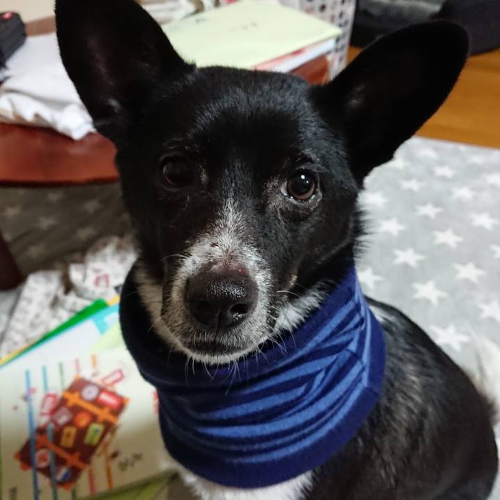 68f45088 bb51 4568 ab31 dcd684384ff8 1546597607079