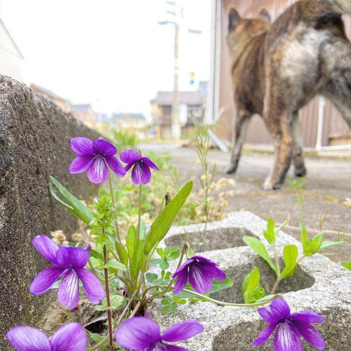 68f4cfd4 5854 46ff b2f9 7b5ee905d7fe 1588463539366