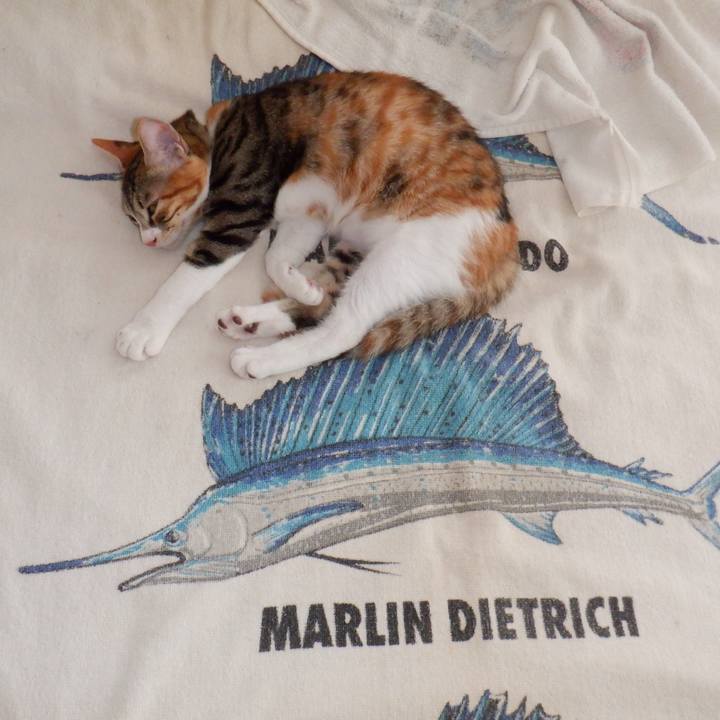 68f5cbdf bd4c 40c7 b027 592a8e6e8060 1633399550588