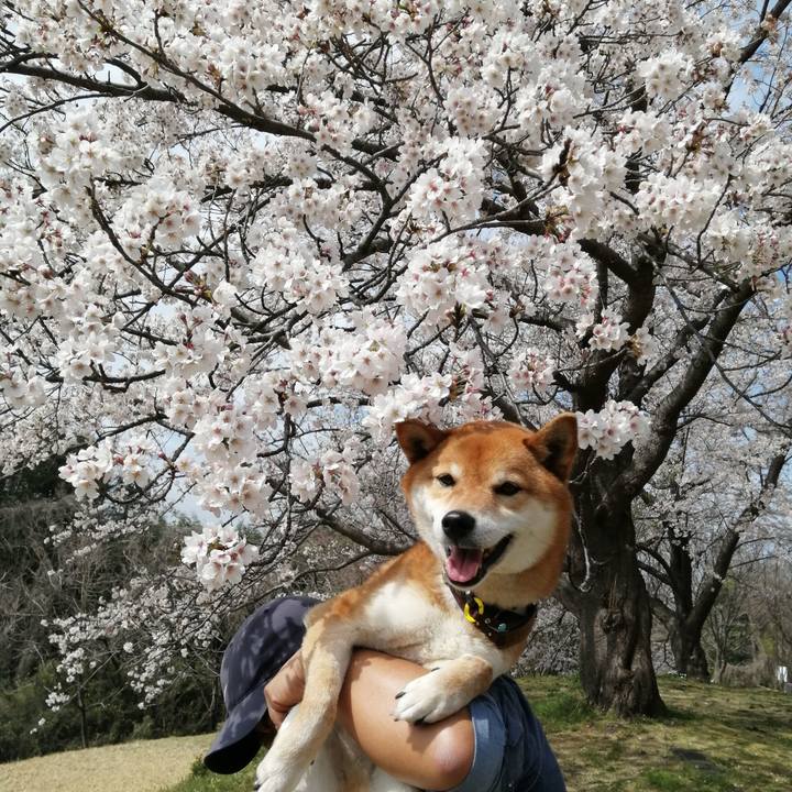 68f5f2a0 7029 4256 8c57 29a19e2e596c 1585364510718