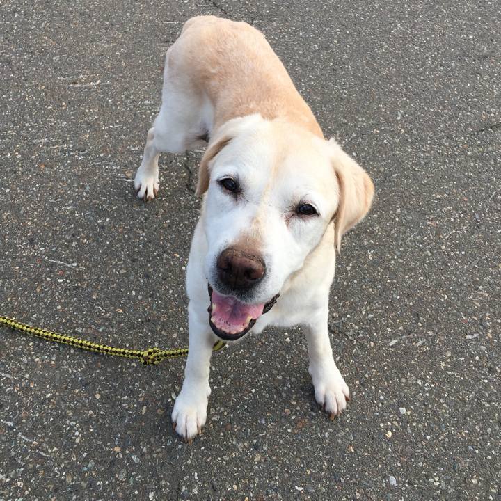 68f72cc8 5a38 4047 9e82 32b70ec3d075 1560252746050