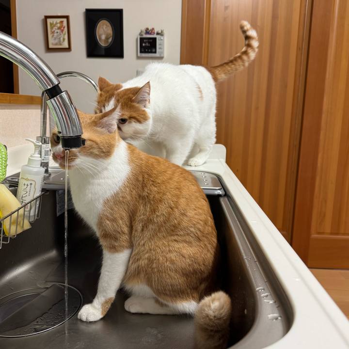 68fb740b 77aa 46a1 a86f 8cb9a805e3aa 1764037477259