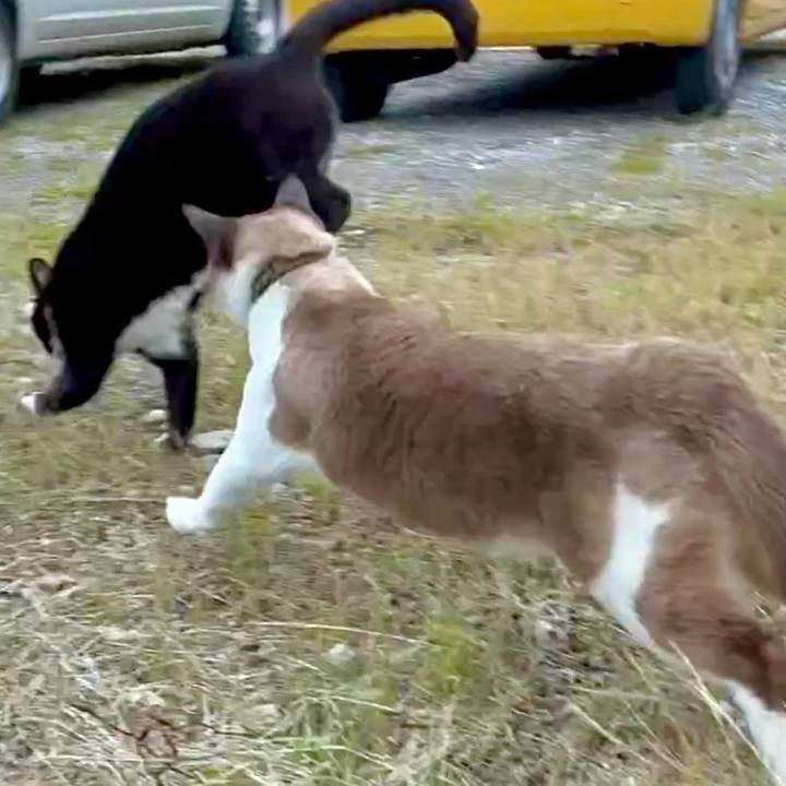 68fdbfe8 d092 4407 8216 147c8543722a 1748483982940