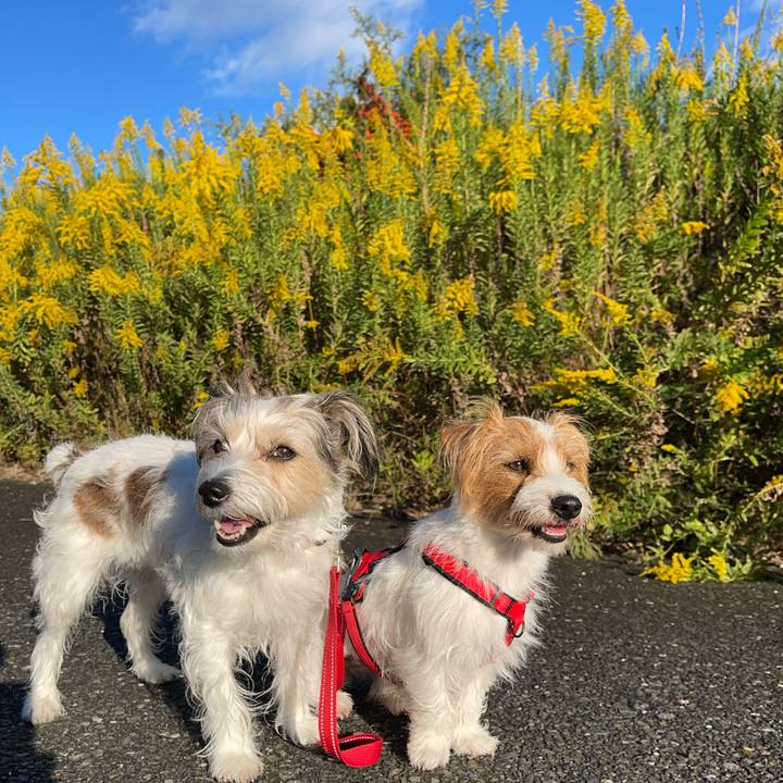 68fe2e1a 3bfc 4a9f 8ad4 18d2724c4a53 1761558833964