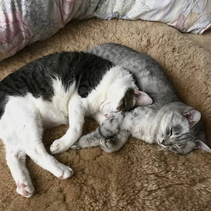 68ff0729 9c04 4e02 bb85 df0beb6c1dca 1540727880732