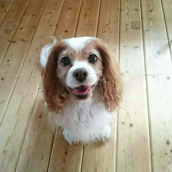 68ff5c06 9710 4fa9 8262 61669bd20f32 1528586179736