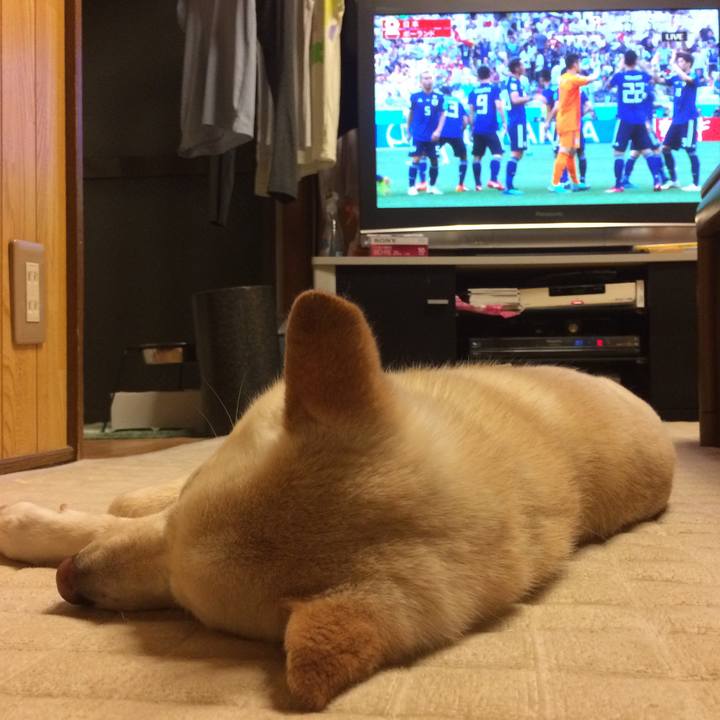 6904d804 b58b 41d1 baa2 4ae08ecfb34b 1530198323780