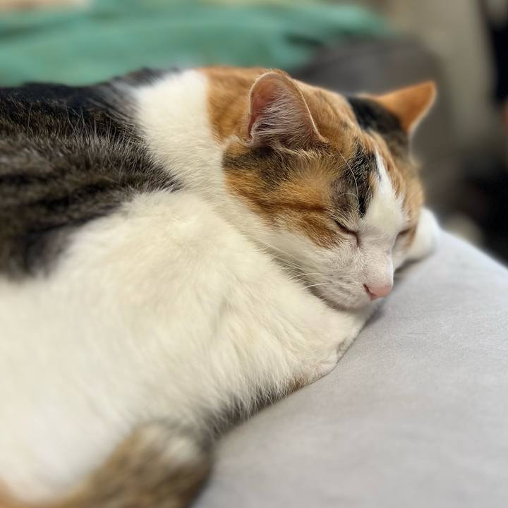 690593cb 9975 4c8c bcad 2620fe3a5267 1761689637078