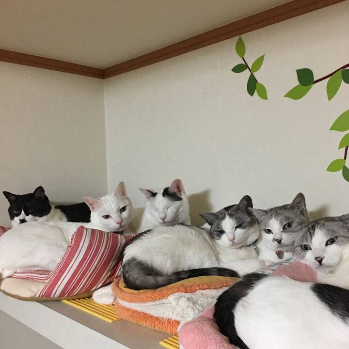 690bf776 fe84 4fc5 b8c5 d86f4512f8bb 1517825347969