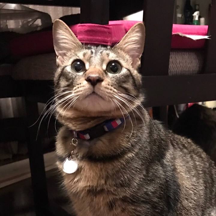 690d406a 6468 4025 933d a26983225287 1538915722755