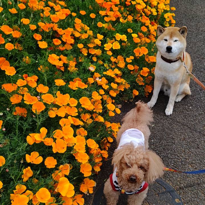 690e54d8 1e6c 44ee af05 79bfd2520cde 1619842830187