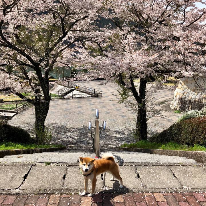 690e69b0 cb55 4e4d b053 be72808755a7 1555574897606