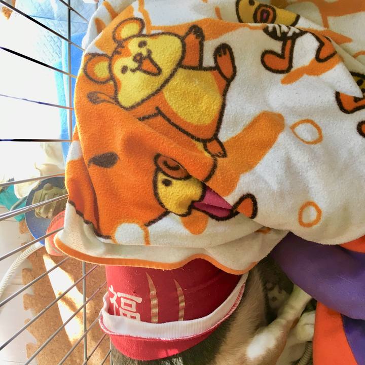 690f21ee dea1 48ba 8519 22518eb4533f 1547003883124