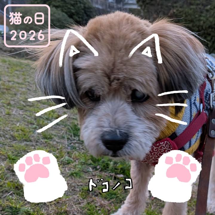 690f28da a8bd 4478 a5d2 7f55ae372c73 1771729989418