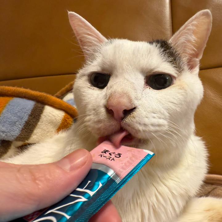 690faaa8 f168 4e44 a8dc d437eb151ae4 1769776229842