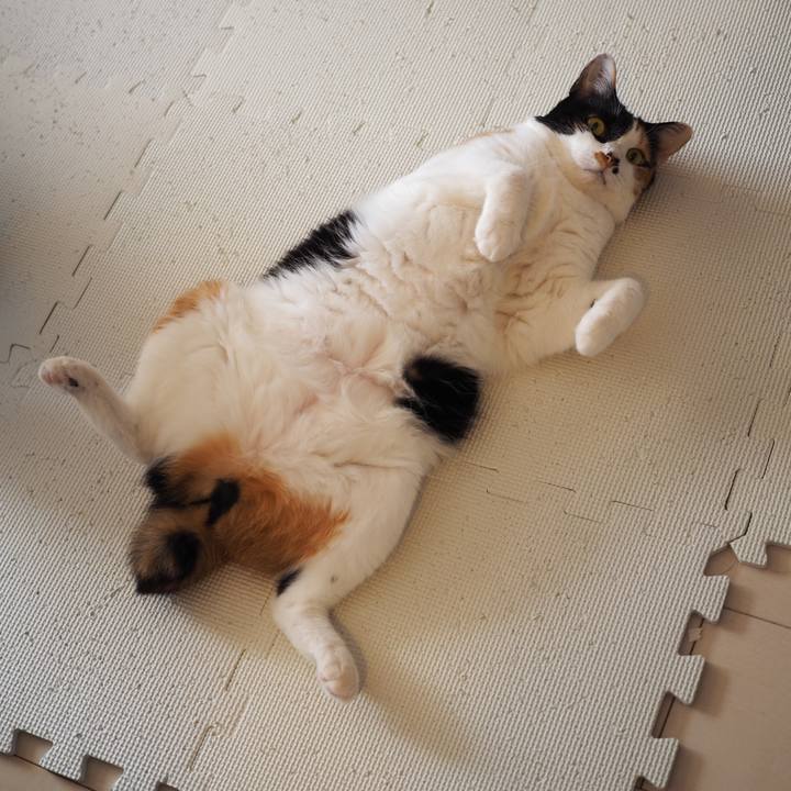 690fdced ac88 40ab 92d5 ac2d1abca144 1598306890739