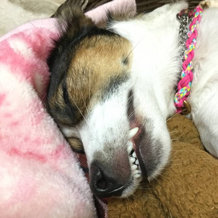 691c15c3 466c 41f5 844d b3b6d022bcc4 1511006750967