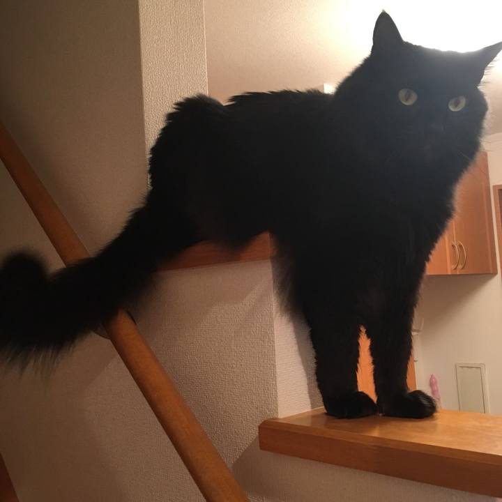 691f2145 7593 4d7b 9b78 2753ffbaaaab 1516196725266