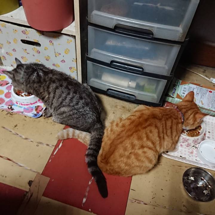 692018da 404f 493f 8e3a f3d7c3f3487a 1565034417068