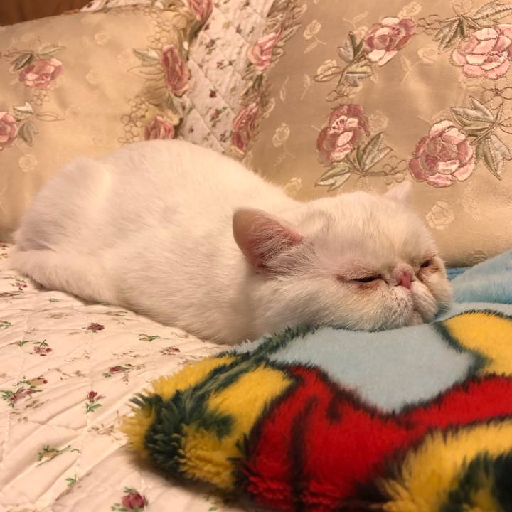 69244aee 0354 474e 8a44 41cb4677e34d 1581687370926