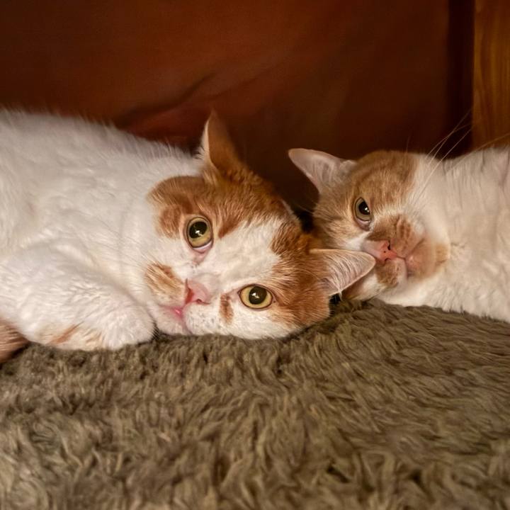 69248254 e00c 4158 8355 7b84c6a1338d 1766491819607