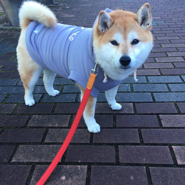 69253bc3 c085 4caa be53 10cfc011ad47 1575419500634