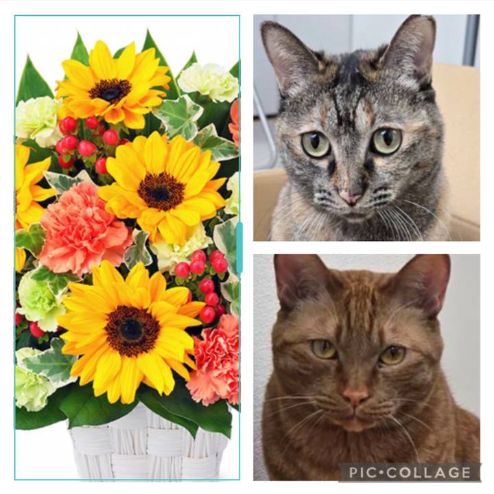 69259083 2eff 475c bdd8 d8cbd345191a 1756299204749