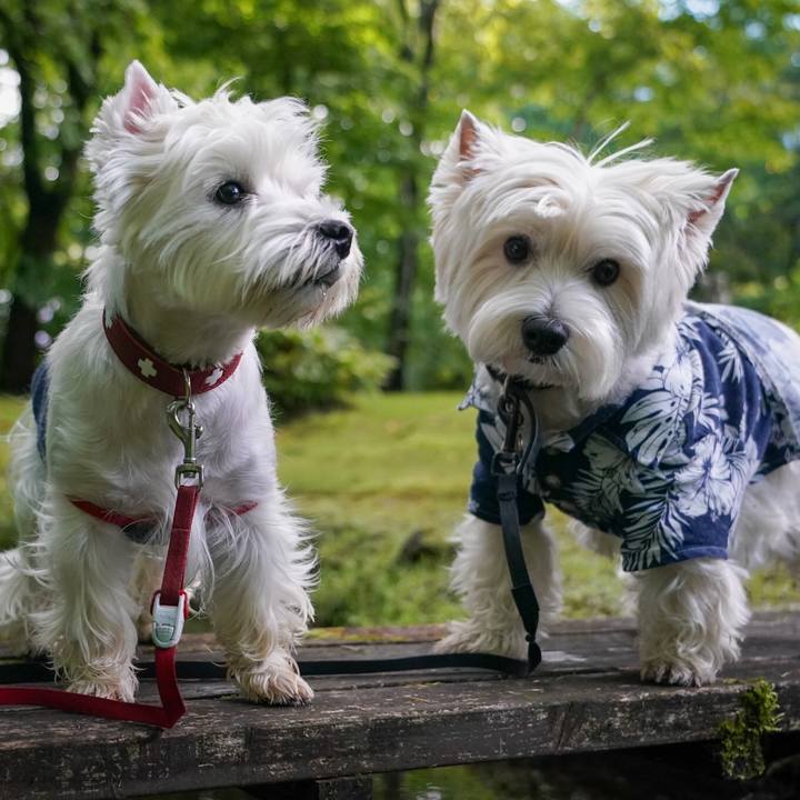 6926df55 e023 4f73 8f5f 955c88399f53 1534494288745