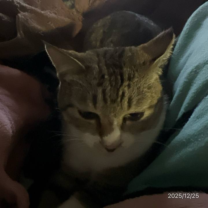 692a406a a8df 4925 bb34 d9bec7b65288 1766614040998