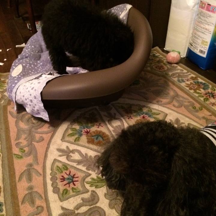 692a4d43 6458 4f97 a6a0 95b6ae8a85cf 1508231639888