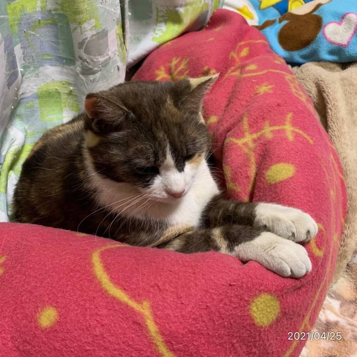 692e8d0a 2078 4b44 a46b ad2d5e2f36cb 1619349527426