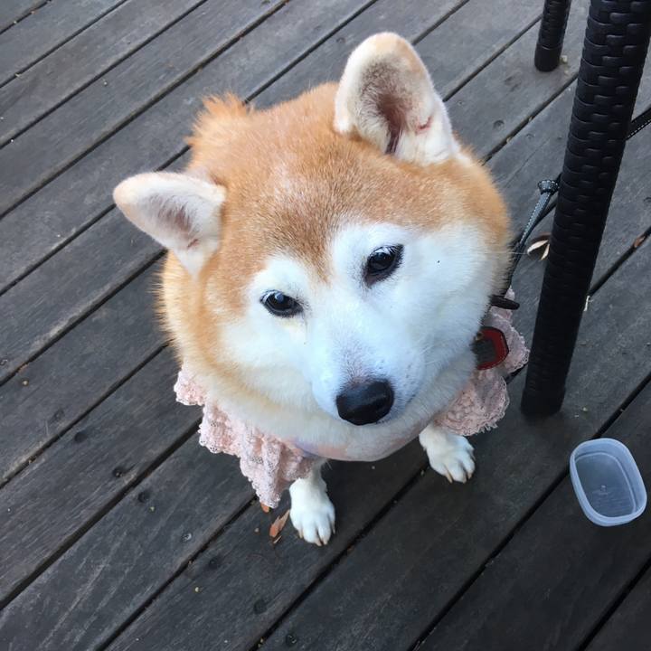 692ec052 e9bf 4c1a 9c3b baaf3ae2e6c3 1541481704034