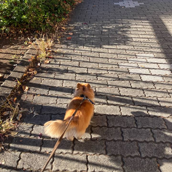 692f3b82 8486 4113 ac22 e1904ae6c23b 1764862962122