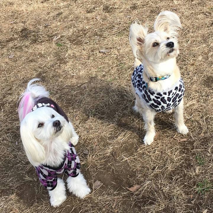 692fc00b f830 4bf2 8672 8508b46c33b4 1512396742908