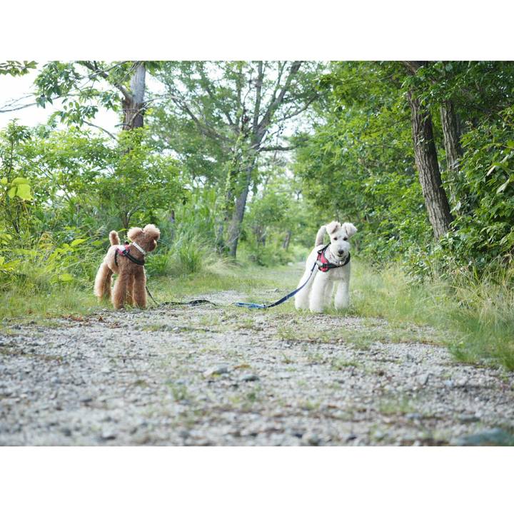 69330e46 bf05 41e4 afe1 0af04f949eee 1529109560349