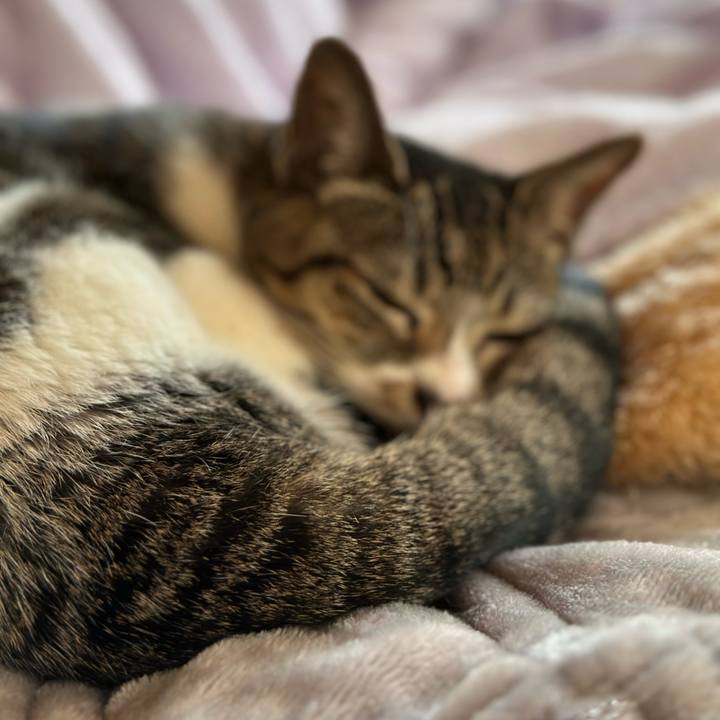 6934cdf8 3f95 4e9f 98a9 dbed720245d3 1668216958310