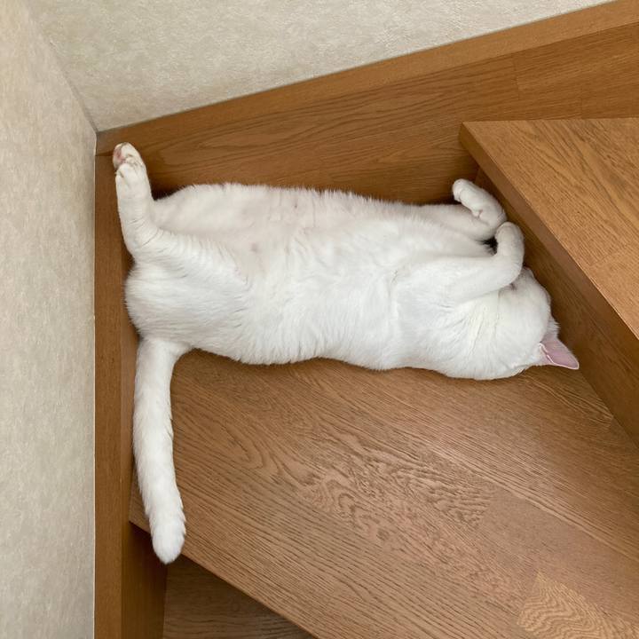 69355c85 cbaf 4f61 82ad 11e00c0e4800 1659061025684