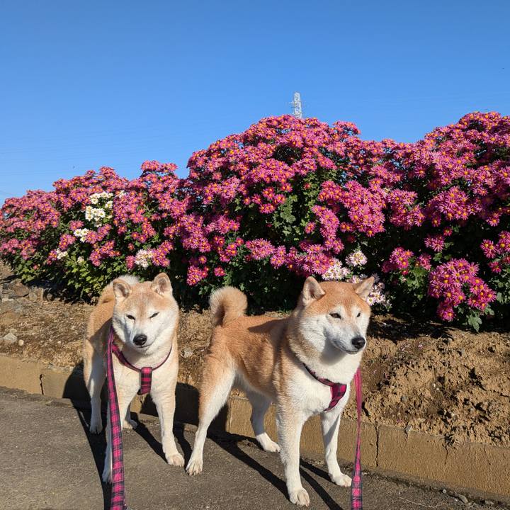 6936be5b 23e0 46e3 a6c7 16258bc8087e 1763345904654