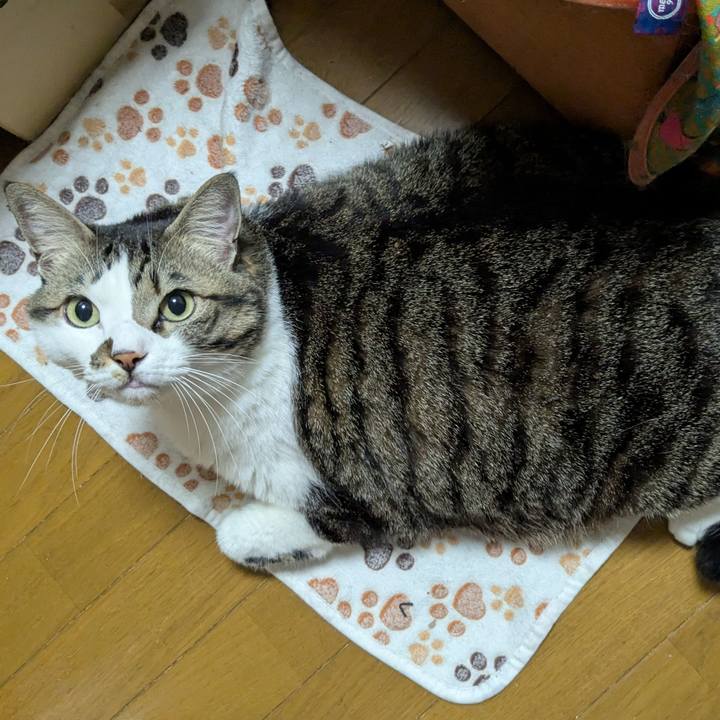 69391854 9c8d 4687 bbb0 ec824cbae996 1766285703703