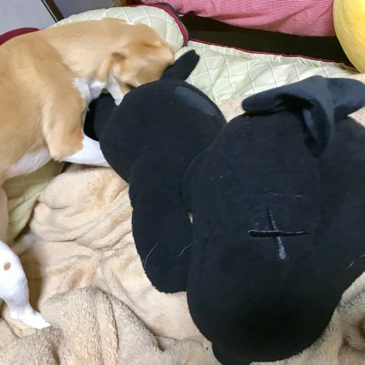 693e2737 357f 4830 8390 d4477fee1c44 1518180884800