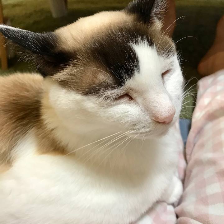 693f331d 415a 4543 a8c9 c90a5836b32a 1588855297574