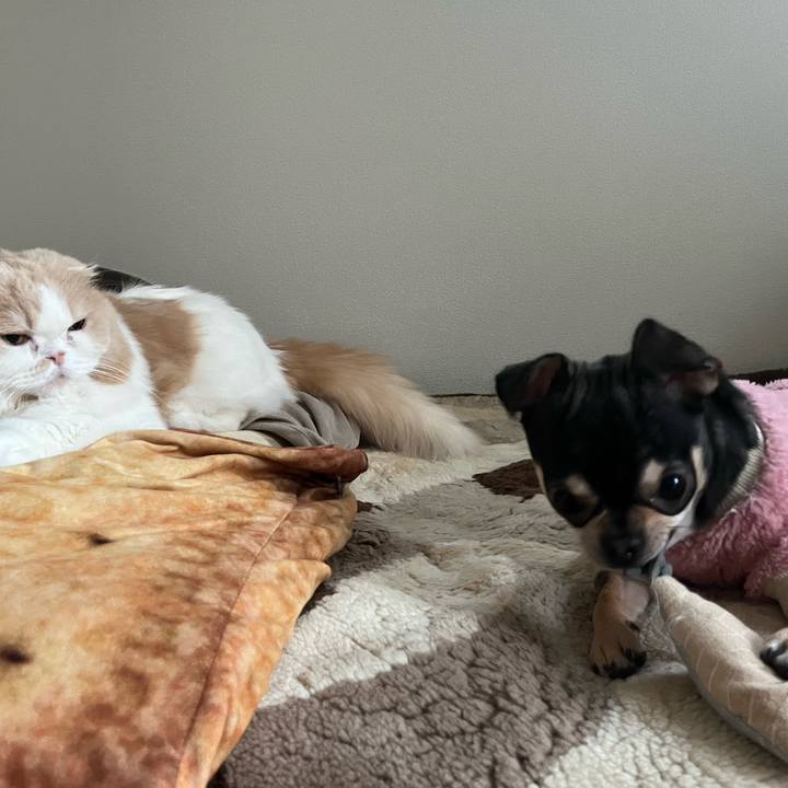 69421b61 8632 4384 b762 26f244b33adf 1739175827592