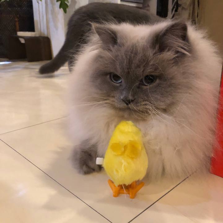 69426352 7764 42a2 81a9 b9cf88f55865 1546947672016