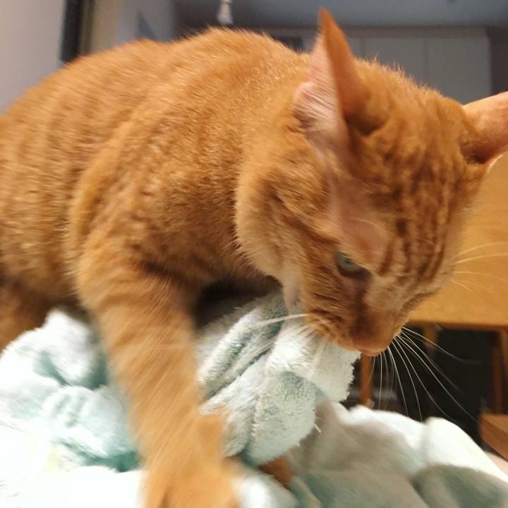 694511e1 362e 4b82 84bf 982290c399d5 1534939028886